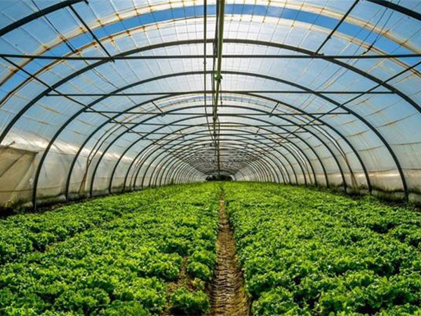 蔬菜温室大棚通风降温解决方案